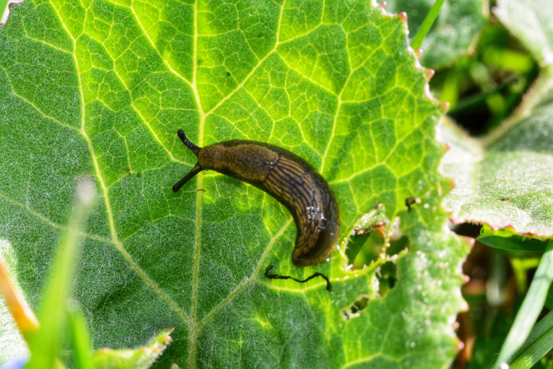 How to Get Rid of Slugs: The Friendly, Fun, and Definitely Slimy Way!