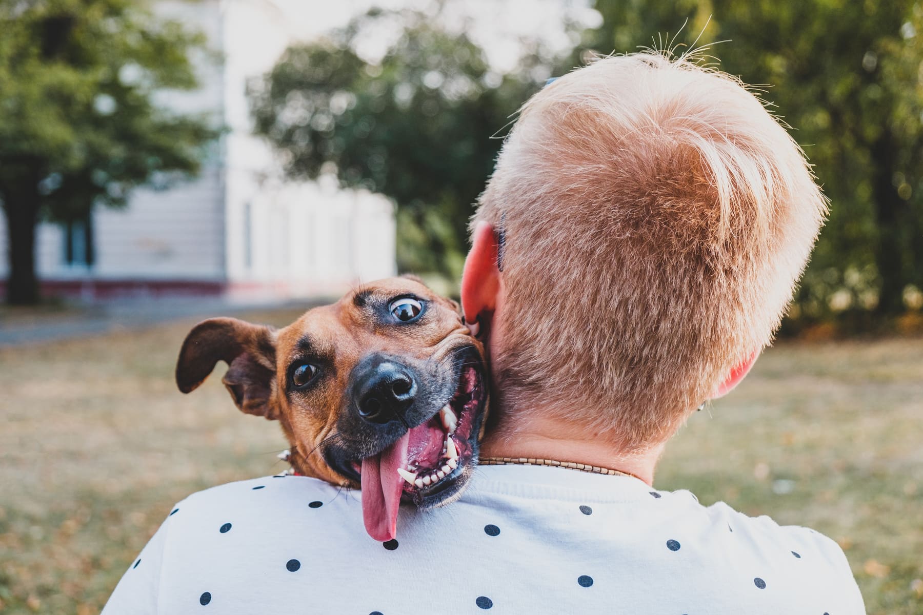 I Turned My Dog into an Obedient Little Angel with Simple Tricks... And You Can Too!