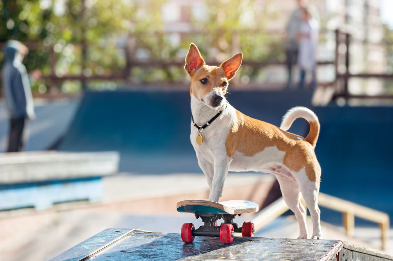 How to Train Your Rescued Dog in seven Simple Steps